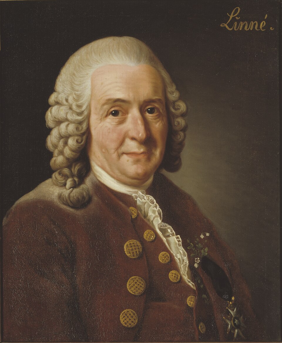 An 18th-century oil portrait of the Swedish botanist Carl Linnaeus wearing a Linnaea flower.