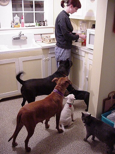 A veterinarian examining a pet dog on an exam table in a modern clinic